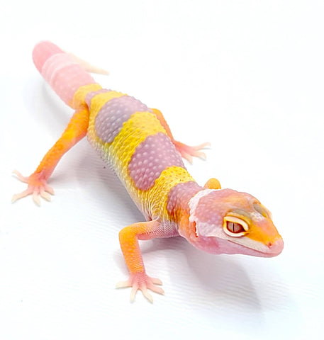 Albino Leopard Gecko - Reptile Pets Direct