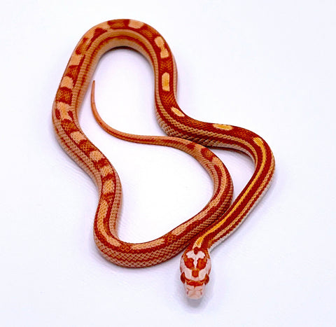 Albino Motley Corn Snake - Reptile Pets Direct