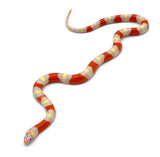 Albino Nelson's Milk Snake - Reptile Pets Direct