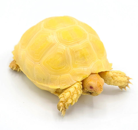 3" Albino Sulcatta Tortoise - Reptile Pets Direct