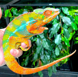 Panther Chameleon CBB Premium Juveniles- Ambilobe local - Reptile Pets Direct