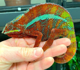 Panther Chameleon CBB Premium Juveniles- Ambilobe local - Reptile Pets Direct