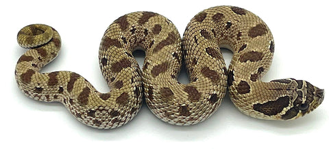 Anaconda Western Hognose Snake - Reptile Pets Direct