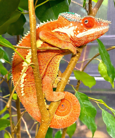 Ankaramy Panther Chameleon - Reptile Pets Direct
