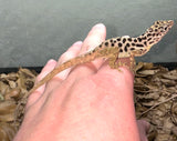Dalmatian Anoles (Anolis Sabanus) - Reptile Pets Direct