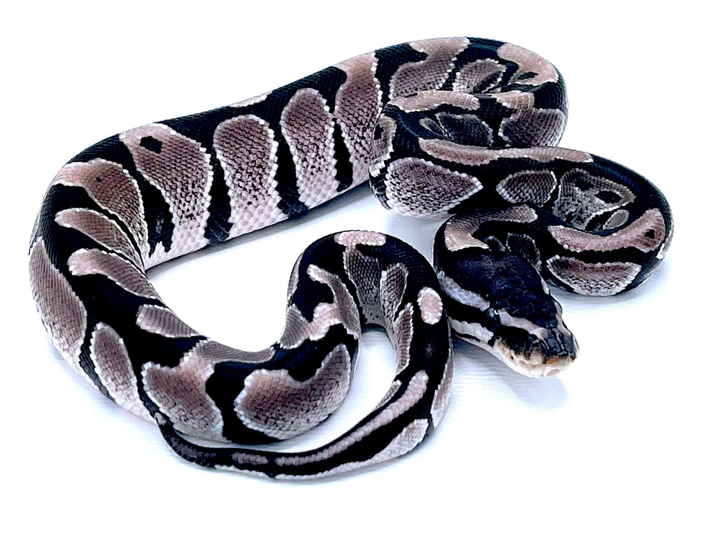 Ball Python Morphs Black And White