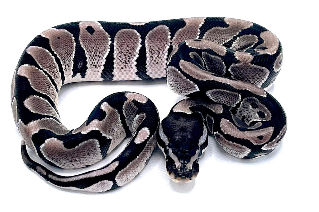 Axanthic Ball Python