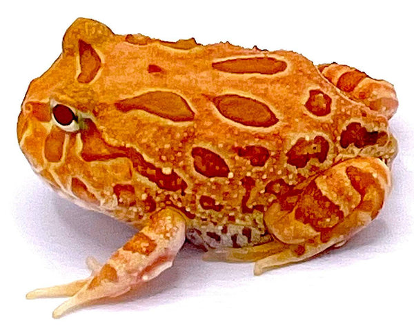 Apricot Pacman Frog – Reptile Pets Direct - Main Image