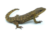 Armadillo Lizards (Cordylus tropidosternum) - Reptile Pets Direct