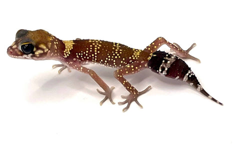 Australian Barking Gecko (Underwoodisaurus milii) - Reptile Pets Direct