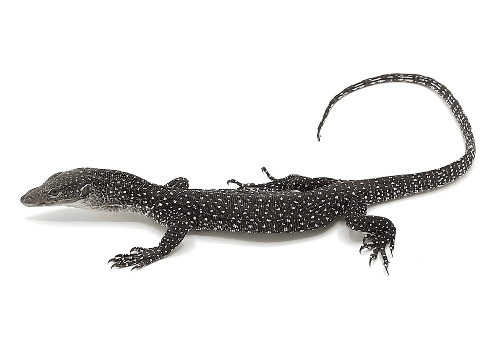 Axanthic Mangrove Monitor – Reptile Pets Direct