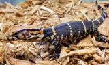 Baby Dumeril's Monitor - Reptile Pets Direct