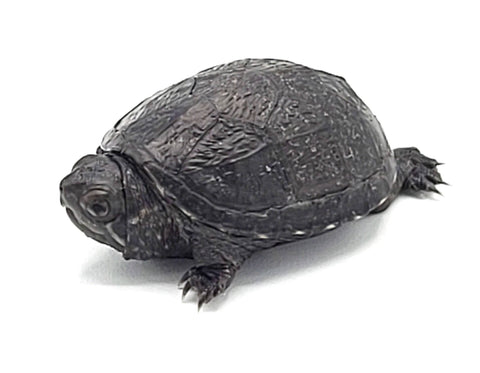 Baby Mud Turtle - Reptile Pets Direct