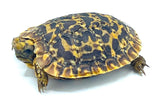 Pancake Tortoise Baby - Reptile Pets Direct