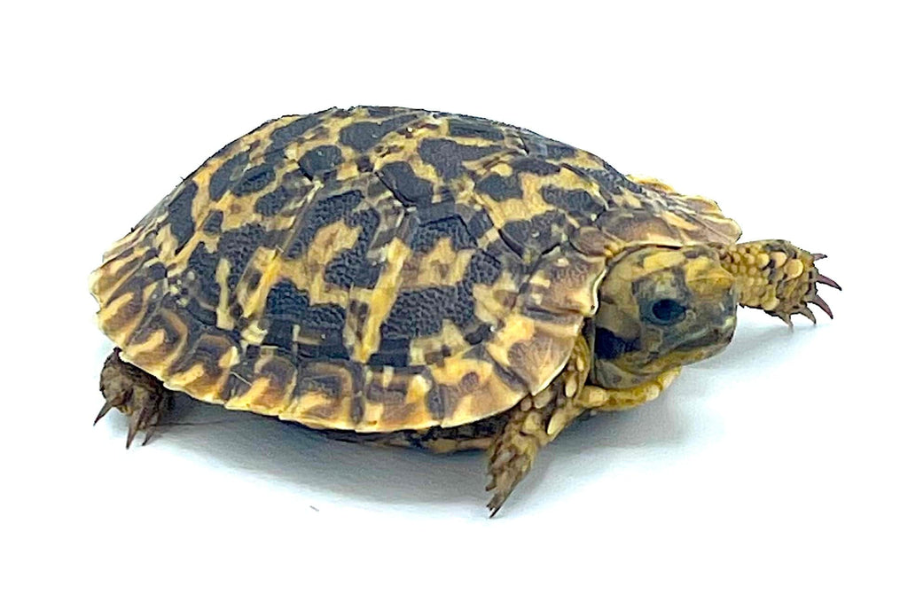 Pancake Tortoise Baby Reptile Pets Direct pancake-tortoise-baby-reptile-pets-direct