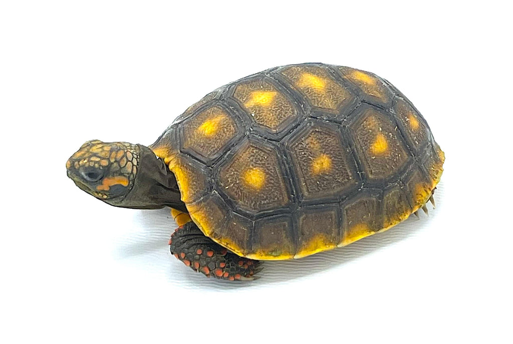 Venezuelan Red Foot Tortoise Baby – Reptile Pets Direct