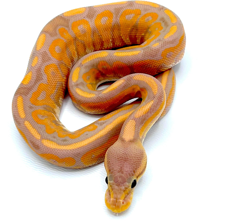 Banana Cinnamon Ball Python Meet Stan! He's A Banana Cinnamon Ball