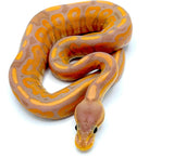 Cinnamon Banana Ball Python - Reptile Pets Direct