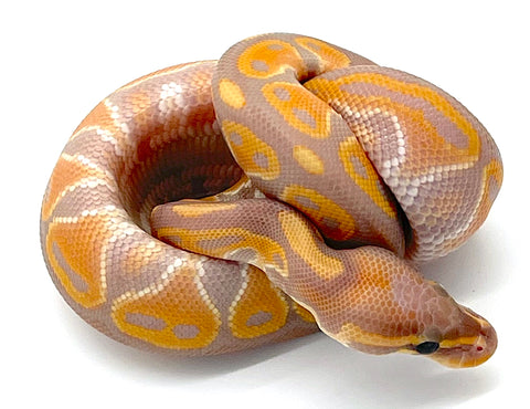 Banana Het Red Axanthic Ball Python - Reptile Pets Direct