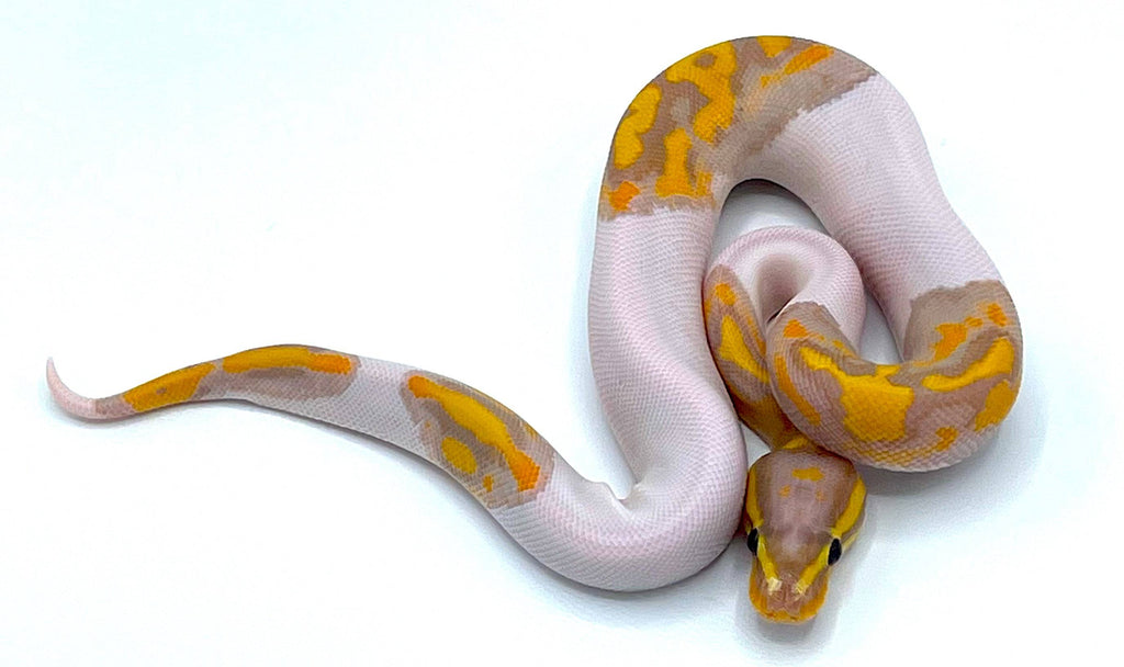 Bananna Pyed Reticulated Python Banana Pied Ball Python- SUPER SALE โ Reptile Pets Direct