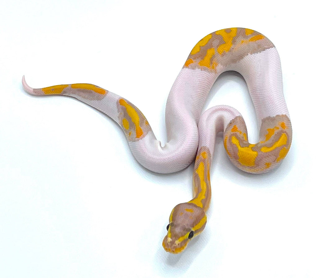 Pumpkin Pied Ball Python