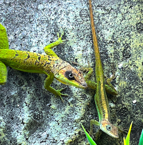 Barbados Anole (anolis extremus) - Reptile Pets Direct