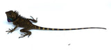 Bell's Angle Head Dragon (Gonocephalus bellii) - Reptile Pets Direct
