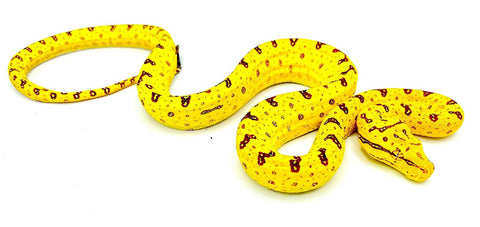 Biak Green Tree Pythons (M. viridis) - Reptile Pets Direct