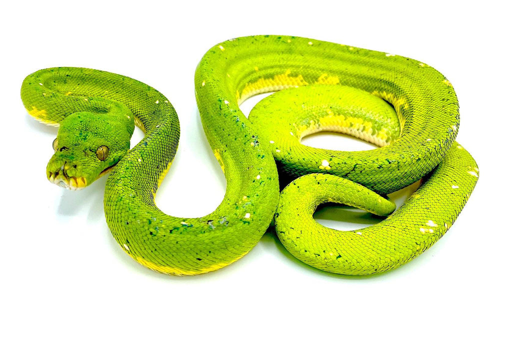 White Green Tree Python