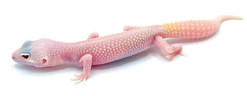 Diablo Blanco Leopard Gecko - Reptile Pets Direct