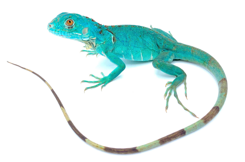 Blue Iguana- Premium CB Babies 2026 babies now available! – Reptile Pets Direct