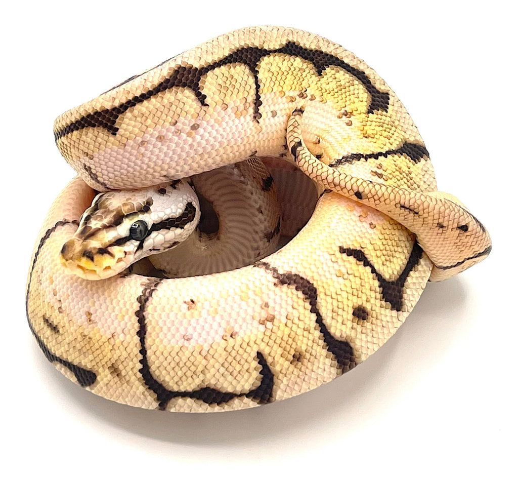 Fire Bee Ball Python