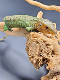 Caiman Lizard (Dracaena guianensis) - Reptile Pets Direct
