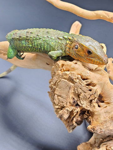 dracaena guianensis for sale Caiman Lizard (Dracaena guianensis) – Reptile Pets Direct