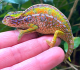 Carpet Chameleon (Furcifer lateralis) - Reptile Pets Direct