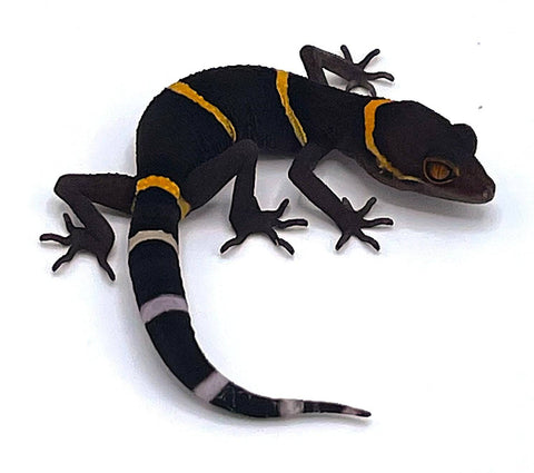 Chinese Cave Gecko - Reptile Pets Direct