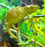 Perinet chameleon (Calumma gastrotaenia) - Reptile Pets Direct