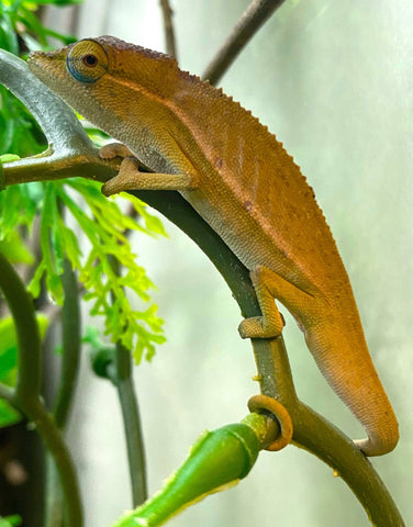 Perinet chameleon (Calumma gastrotaenia) - Reptile Pets Direct