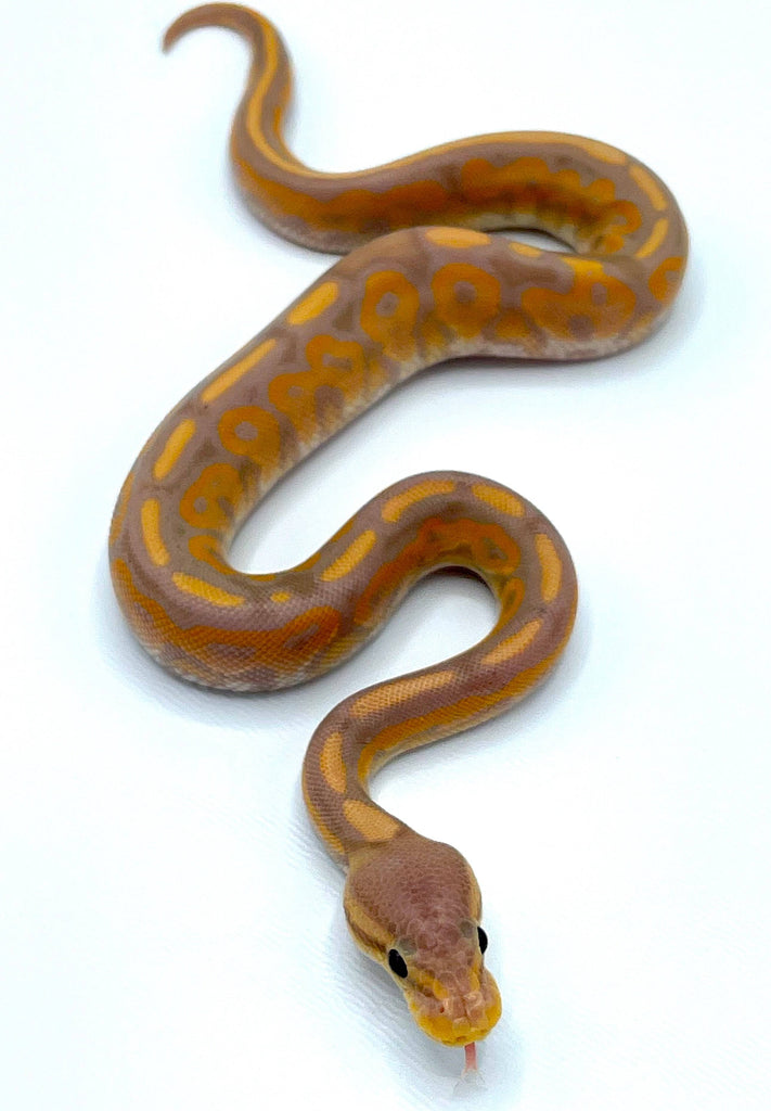 Banana Cinnamon Ball Python