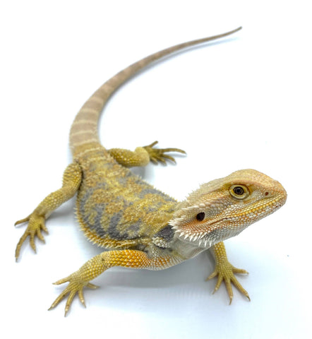 Citrus Bearded Dragon – Reptile Pets Direct