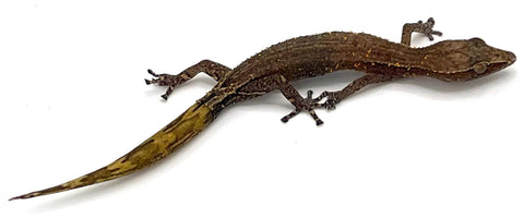 Madagascar clawless geckos - Reptile Pets Direct