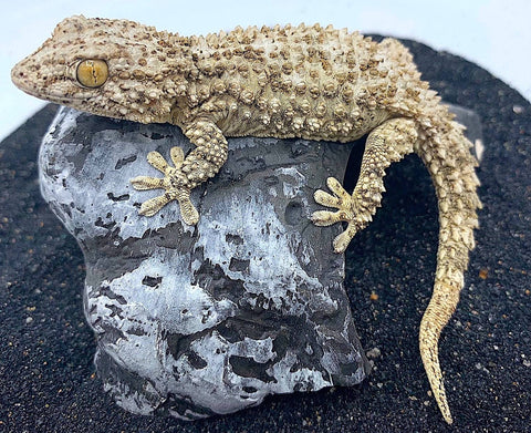 Arabian Crocodile Gecko (tarentola mauritanica) - Reptile Pets Direct