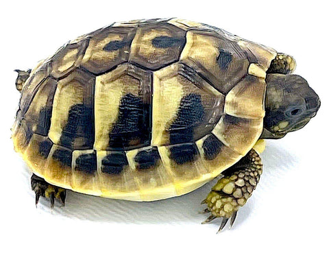 CBB 2021 Dalmatian Herman's Tortoise - Reptile Pets Direct