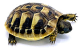 CBB 2021 Dalmatian Herman's Tortoise - Reptile Pets Direct