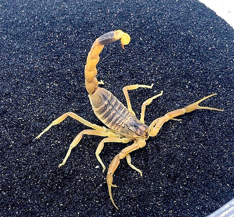 Death Stalker Scorpion - Reptile Pets Direct