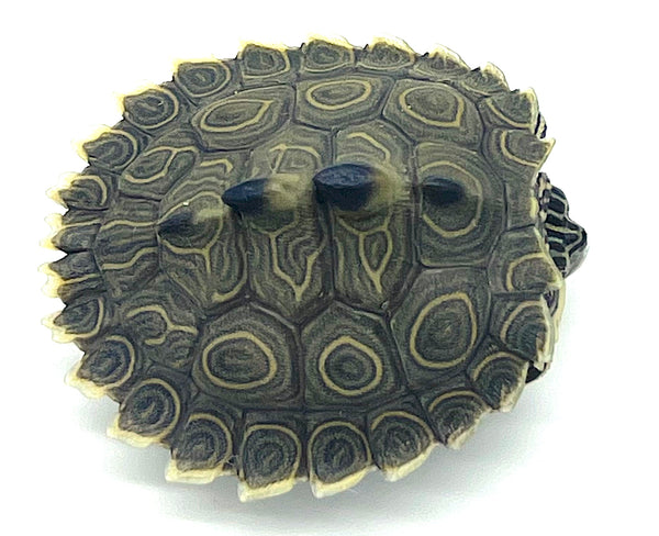 Southern Black-knobbed Map Turtle (Graptemys nigrinoda delticola ...