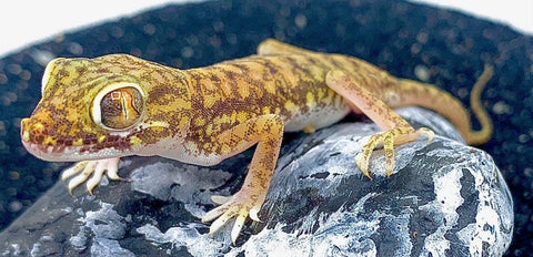 Dune Gecko (Stenodactylus petrill) - Reptile Pets Direct