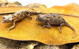 Spiny Leaf Chameleons (Brookesia ebenaui) - Reptile Pets Direct