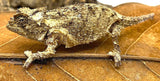 Spiny Leaf Chameleons (Brookesia ebenaui) - Reptile Pets Direct