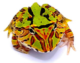 Fantasy Pacman Frog - Reptile Pets Direct